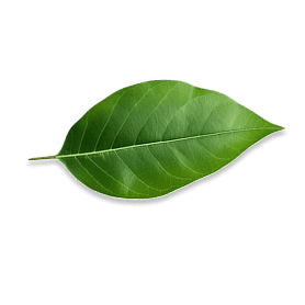 Hoja verde